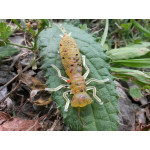 Отчет по ловле окуня на приманку LARVA 2"